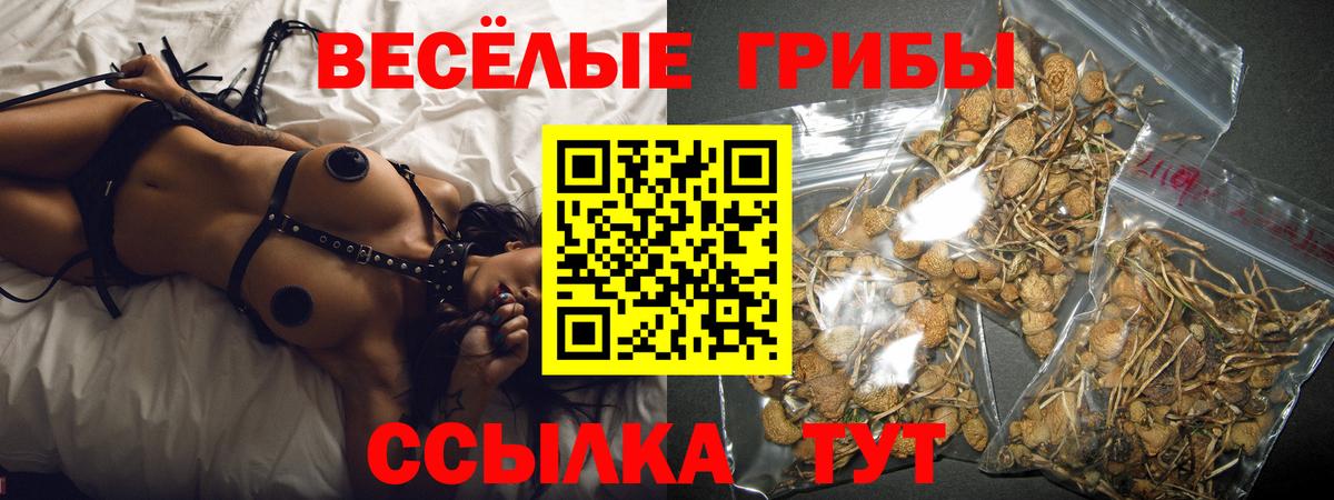 Псилоцибиновые грибы Cubensis Горячий Ключ
